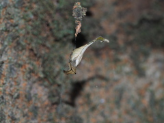 Arachnura melanura
