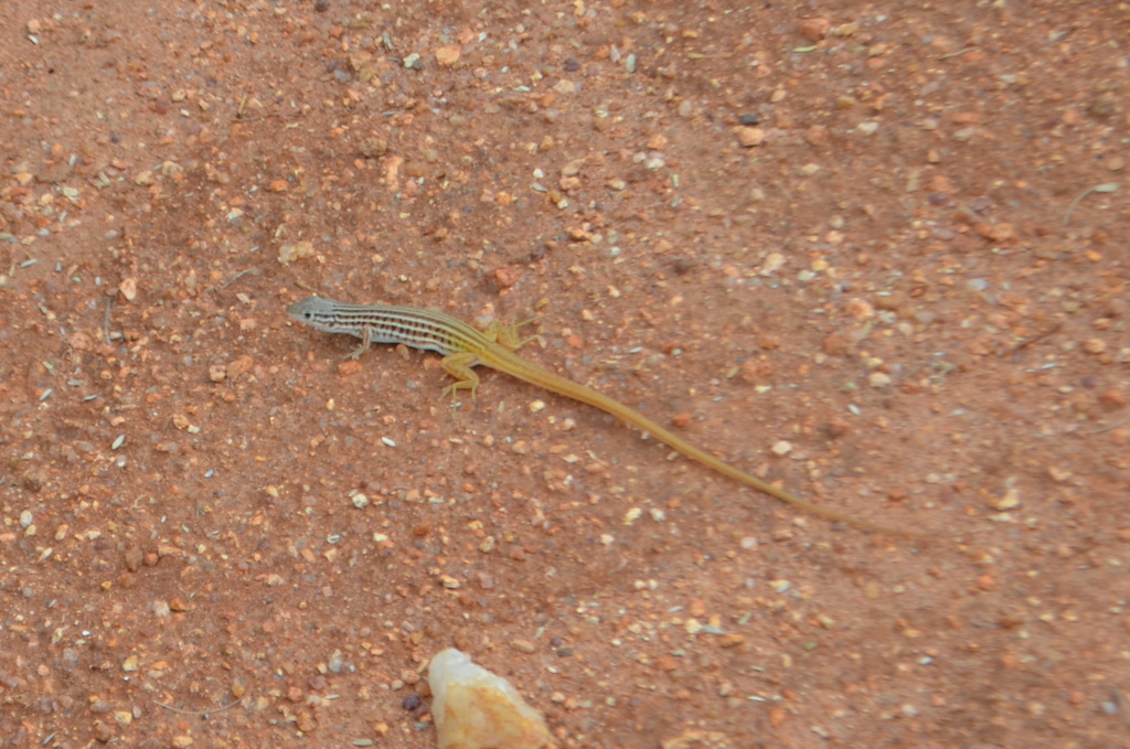 Johnston's Long-Tailed Lizard