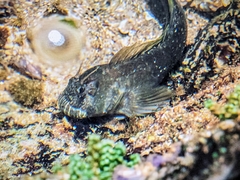 Fringelip Rockskipper photo 3