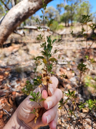 Image of Green Emu-Bush (Eremophila serrulata) by (c) Shelomi Doyle, some rights reserved (CC BY)