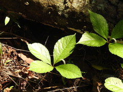 Chloranthus oldhamii