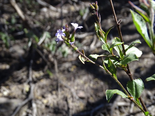 Image of Plumbago pulchella by (c) Alexis López Hernández, some rights reserved (CC BY)