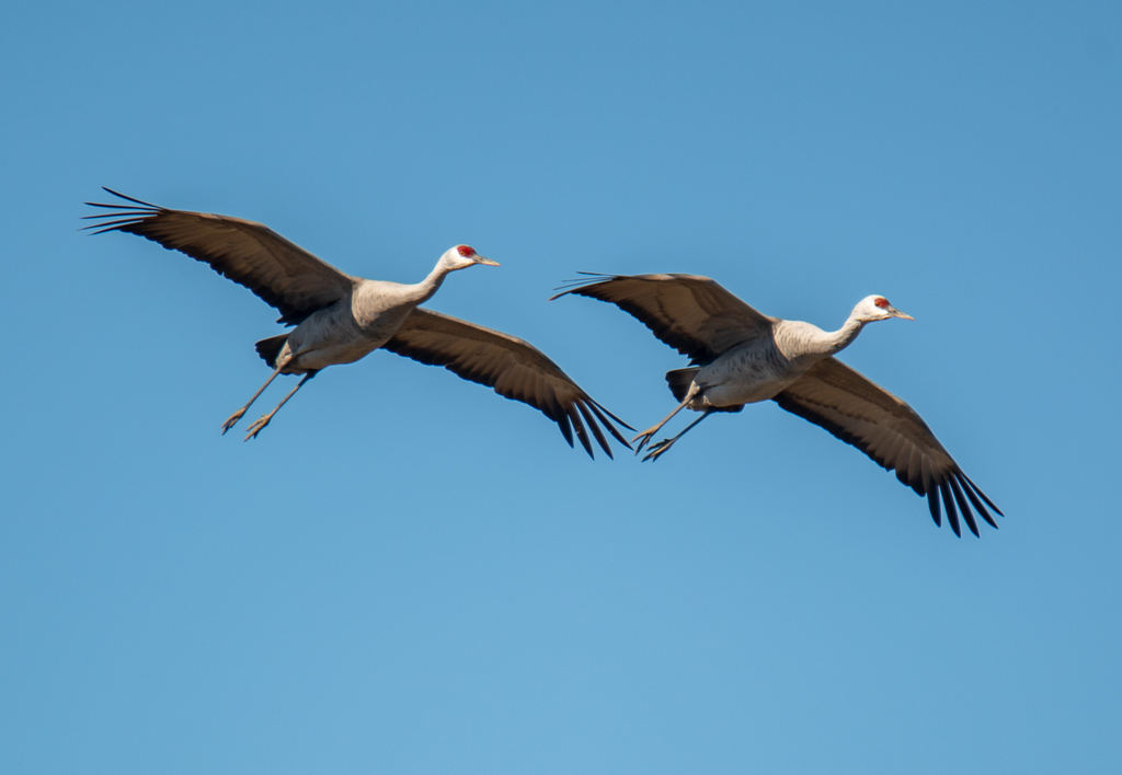 Sandhill Crane From Cerralvo N L M Xico On January 28 2024 At 11 15   Large 