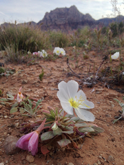 Oenothera deltoides