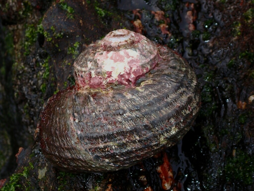 Rough turban shell from Bundagen NSW 2454, Australia on January 29 ...