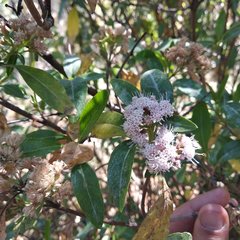 Ageratina glabrata