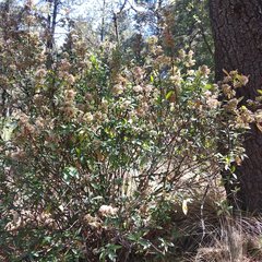 Ageratina glabrata