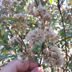 Ageratina glabrata