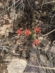 Castilleja tenuiflora