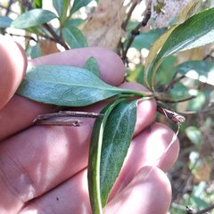 Ageratina glabrata