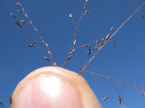 Mourning Lovegrass (Eragrostis lugens)