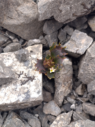 Lobelia roughii, photograph 6