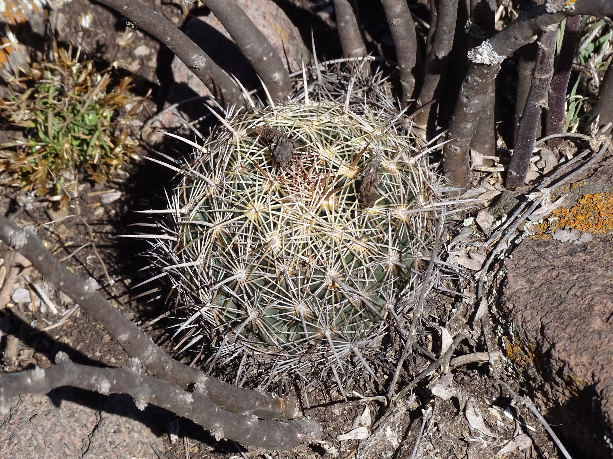 Rhinoceros Cactus (Coryphantha cornifera)