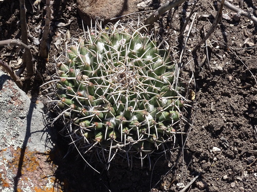Image of Mammillaria magnimamma by (c) Alexis López Hernández, some rights reserved (CC BY)