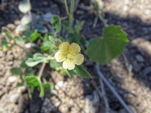 Thicket anoda (Anoda crenatiflora)