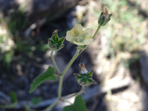 Thicket anoda (Anoda crenatiflora)