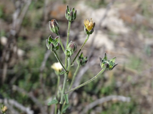 Thicket anoda (Anoda crenatiflora)