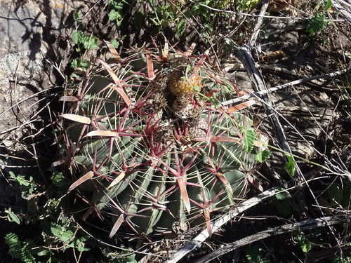 Image of Ferocactus latispinus by (c) Alexis López Hernández, some rights reserved (CC BY)