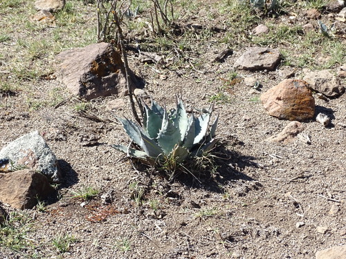 Agave applanata