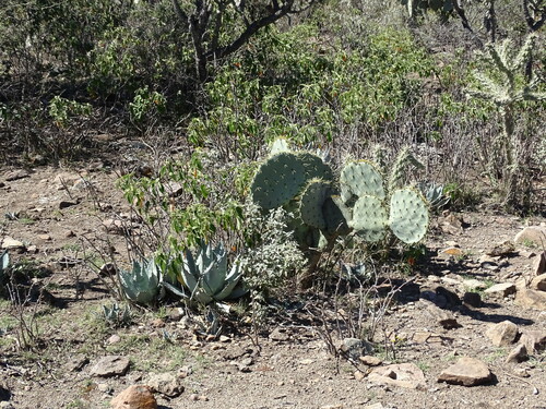 Agave applanata