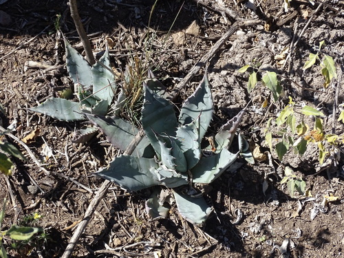 Image of Agave applanata by (c) Alexis López Hernández, some rights reserved (CC BY)