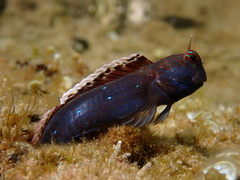 Bullethead Rockskipper photo 3