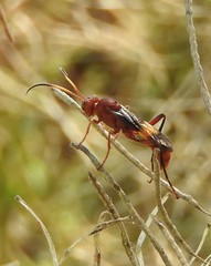Trogomorpha arrogans