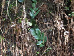 Rhaphidophora hongkongensis