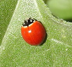 Cycloneda sanguinea