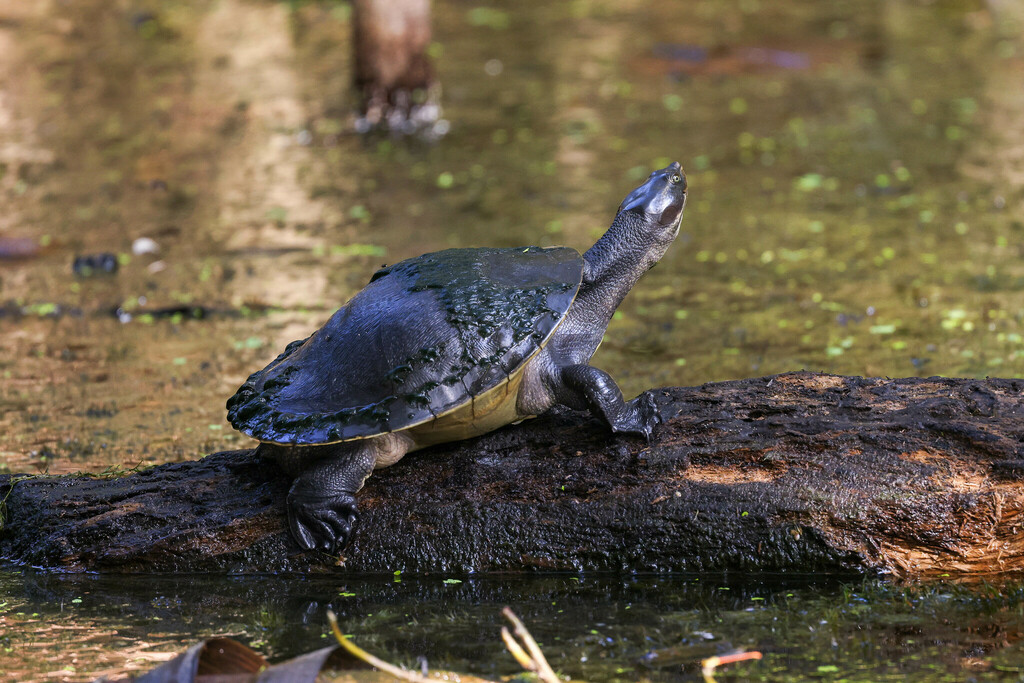 Eastern Short-necked Turtle from Centenary Lakes, Cairns QLD, Australia ...