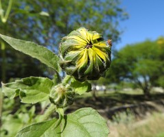Helianthus annuus