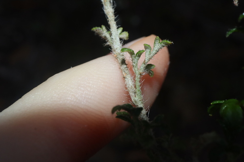 Image of Xanthosia stellata by (c) Thomas Mesaglio, some rights reserved (CC BY)