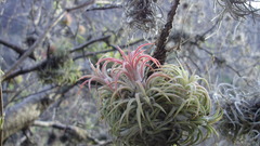 Tillandsia ionantha