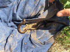 Afrotyphlops mucruso