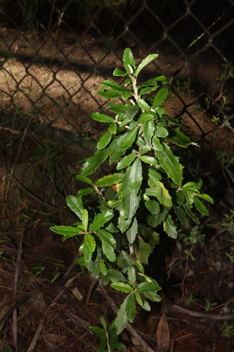 Image of Olearia erubescens by (c) Thomas Mesaglio, some rights reserved (CC BY)