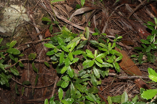 Image of Olearia erubescens by (c) Thomas Mesaglio, some rights reserved (CC BY)