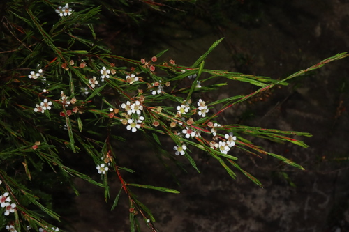Image of Baeckea linifolia by (c) Thomas Mesaglio, some rights reserved (CC BY)