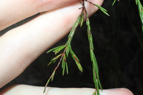 Image of Baeckea linifolia by (c) Thomas Mesaglio, some rights reserved (CC BY)