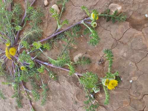 Anacyclus monanthos