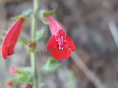 Salvia henryi