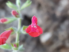 Salvia henryi