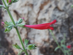 Salvia henryi
