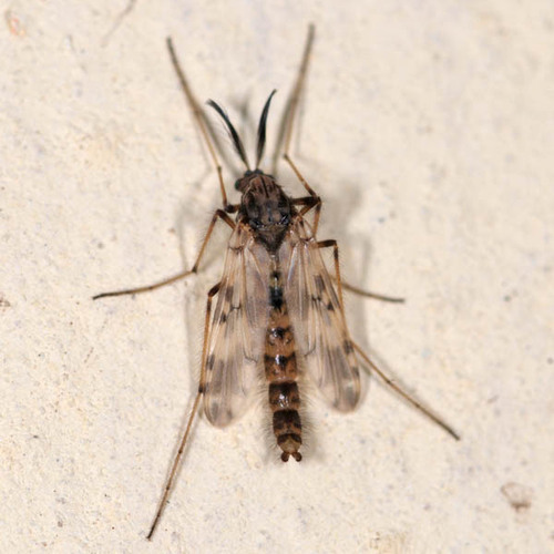 Psectrotanypus varius, photo 2 of 10