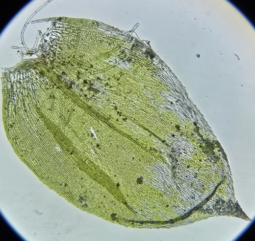 Image of Brachythecium rivulare by (c) Helen Waterman, some rights reserved (CC BY)