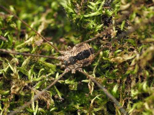 Leuronychus pacificus