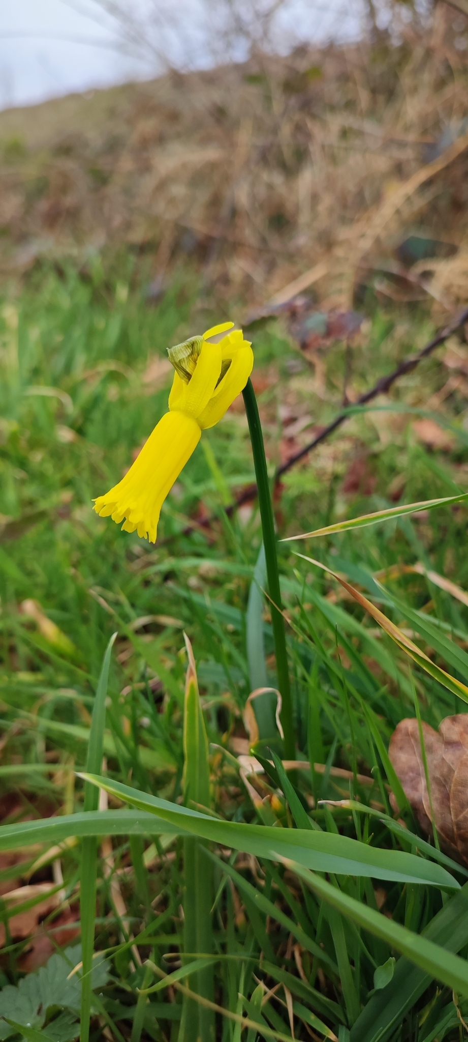 Imagem de Narciso