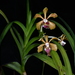 Vanda subconcolor - Photo (c) lecanorchis, some rights reserved (CC BY-NC)