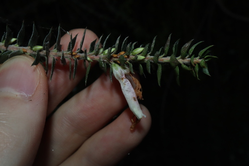 Image of Epacris reclinata by (c) Thomas Mesaglio, some rights reserved (CC BY)