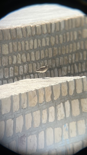 Eurasian Whimbrel