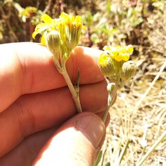 Packera bellidifolia